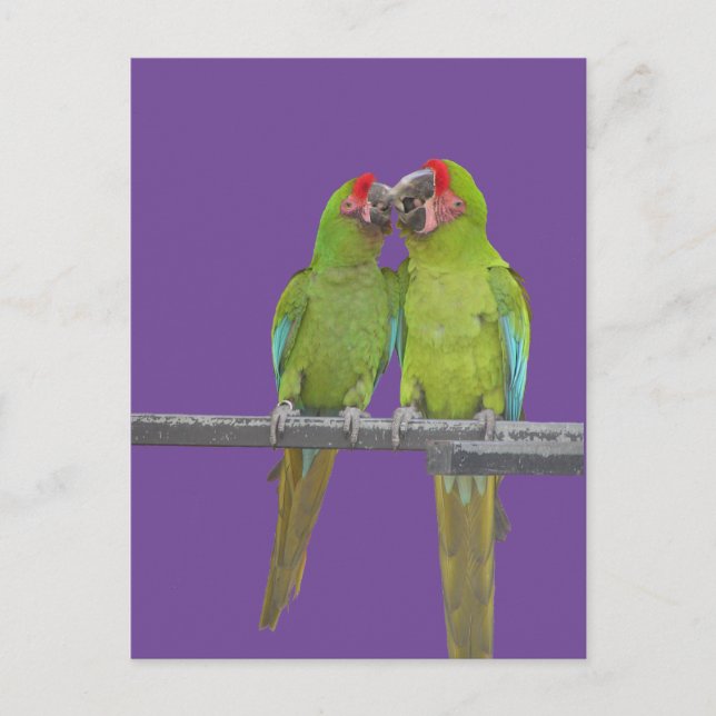 Two Green Parrots Cust. BG Colour DIY Postcard (Front)