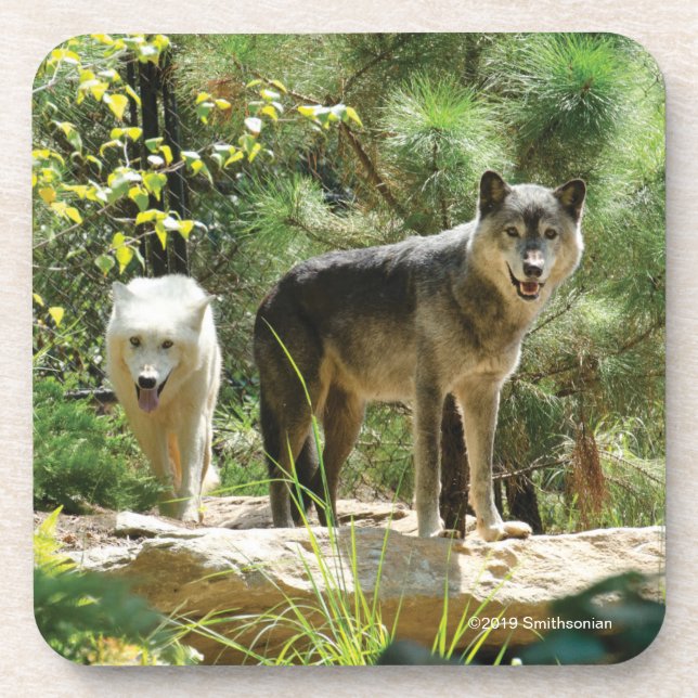 Two Grey Wolves in Forest Coaster (Front)