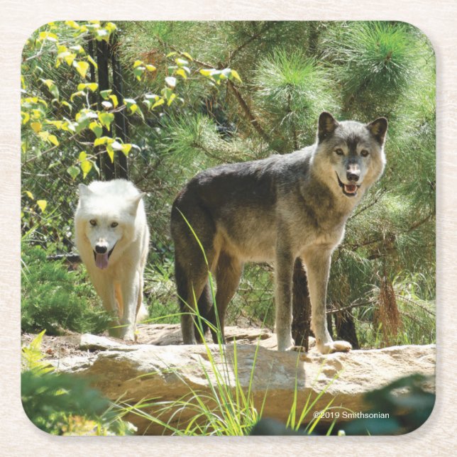 Two Grey Wolves in Forest Square Paper Coaster (Front)