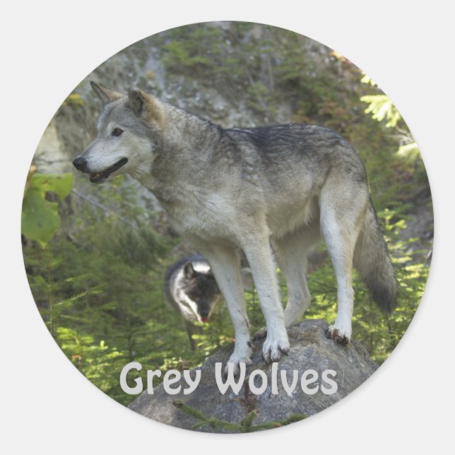 Two Grey Wolves in the Rocky Mountain Wilderness Classic Round Sticker (Front)