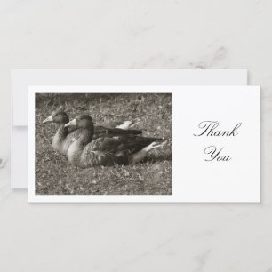 Two Greylag Geese - Thank You Card