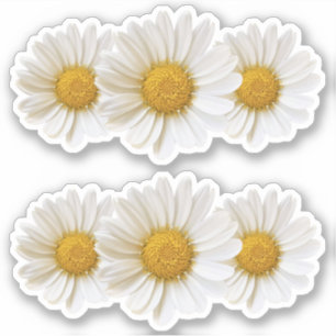 Two Groups of Three White Daisies