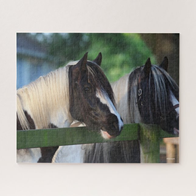 Two Gypsy Vanner Horses Looking Over Fence Jigsaw Puzzle (Horizontal)
