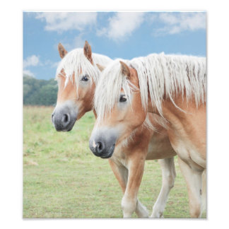 two Haflinger horses Photo Print