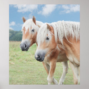 two Haflingers Poster