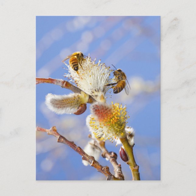 Two happy honey bees gathering nectar, postcard (Front)