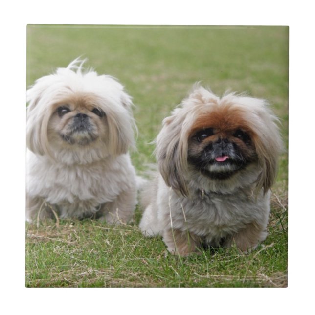 Two Happy Little Puppies Ceramic Tile (Front)