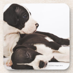 Two Harlequin Great Dane puppies on white Coaster