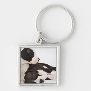 Two Harlequin Great Dane puppies on white Key Ring