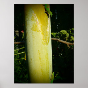 Two hawaii geckos poster
