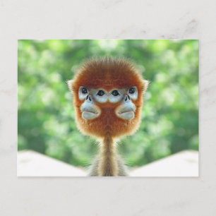 Two headed Baby Monkey Postcard