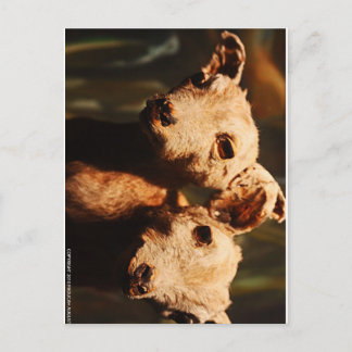Two-Headed Goat Postcard