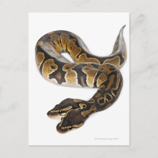 Two headed Royal Python or Ball Python - Python Postcard (Front)