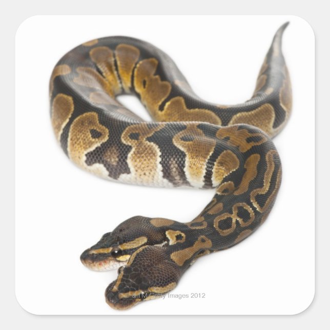Two headed Royal Python or Ball Python - Python Square Sticker (Front)