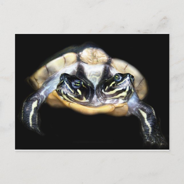 Two-Headed Turtle Postcard (Front)