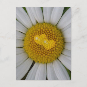 Two hearts on marguerite postcard