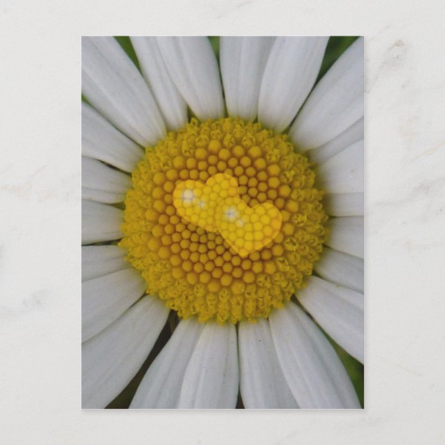 Two hearts on marguerite postcard (Front)