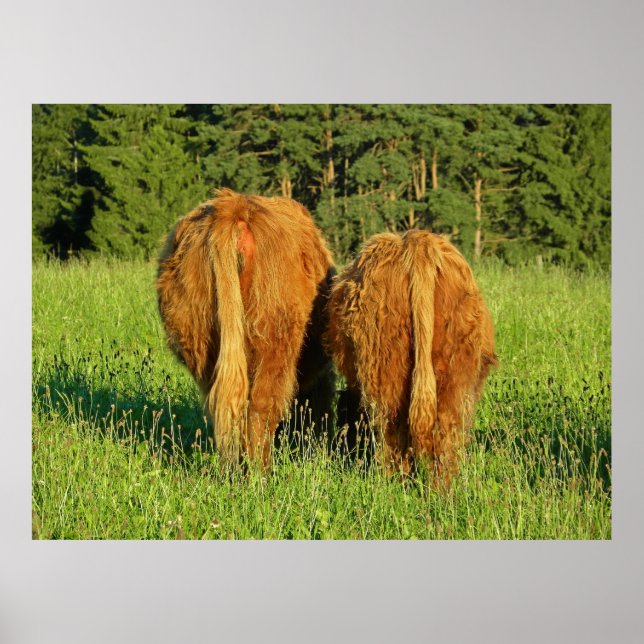 Two Highland Cattle Rears in Upper Austria Poster (Front)