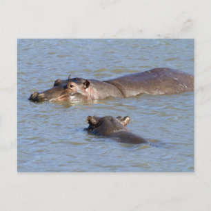 Two hippos in a river, Kruger National Park, Postcard