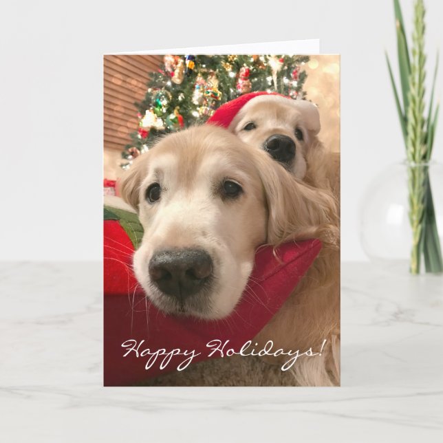Two Holiday Golden Retriever Dogs Christmas Card (Front)