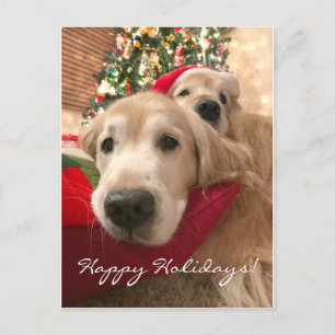 Two Holiday Golden Retriever Dogs Christmas Postcard