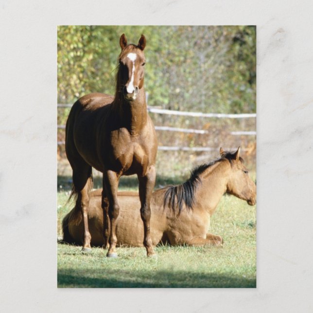 Two Horses at Pasture Postcard (Front)