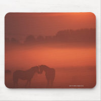 Two horses at sunset