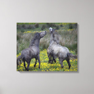 Two Horses Buck and Play Canvas Print