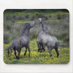 Two Horses Buck and Play Mouse Pad