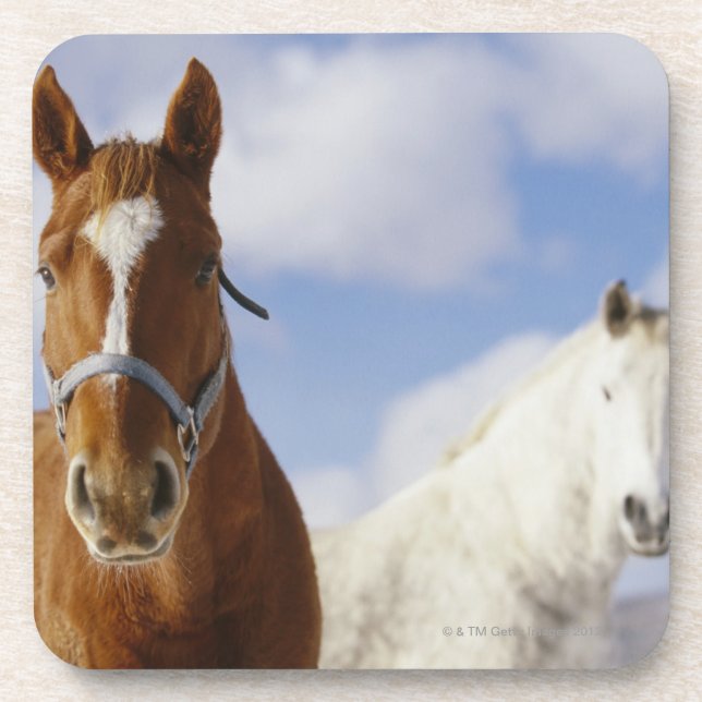 Two Horses Coaster (Front)