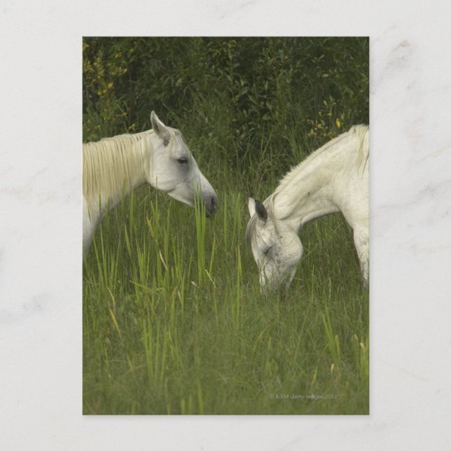 Two horses eating grass postcard (Front)