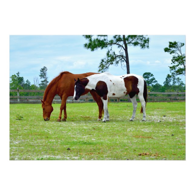Two horses grazing  photo print (Front)