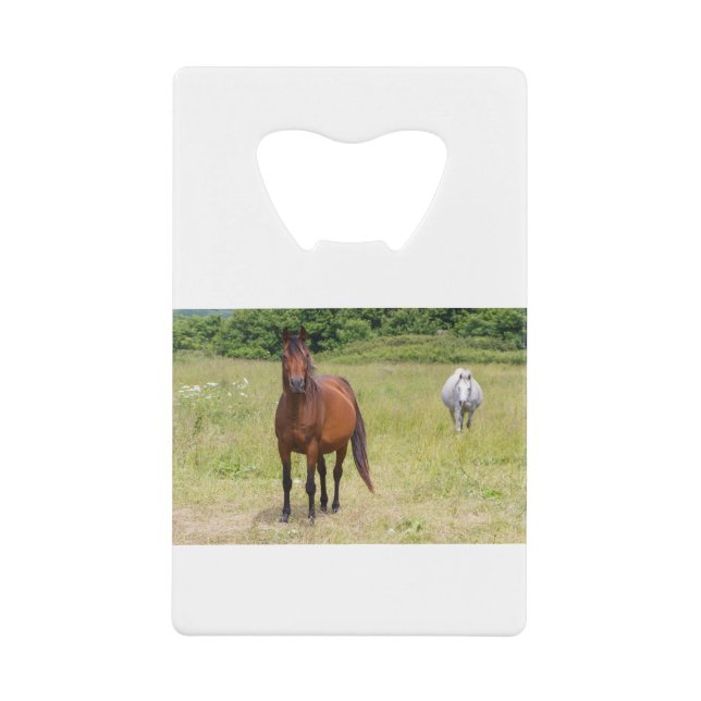 Two horses in a field (Front)