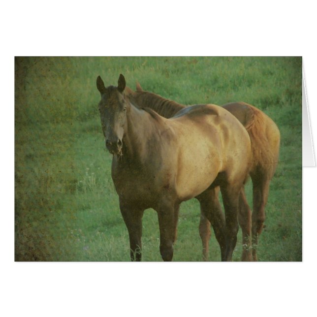 Two Horses in a Pasture (Front Horizontal)
