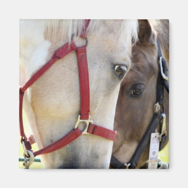Two Horses Magnet (Front)