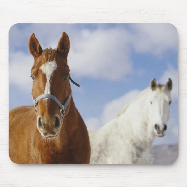 Two Horses Mouse Pad (Front)