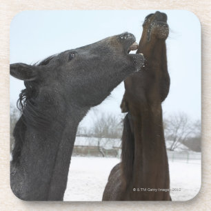 two horses neighing coaster