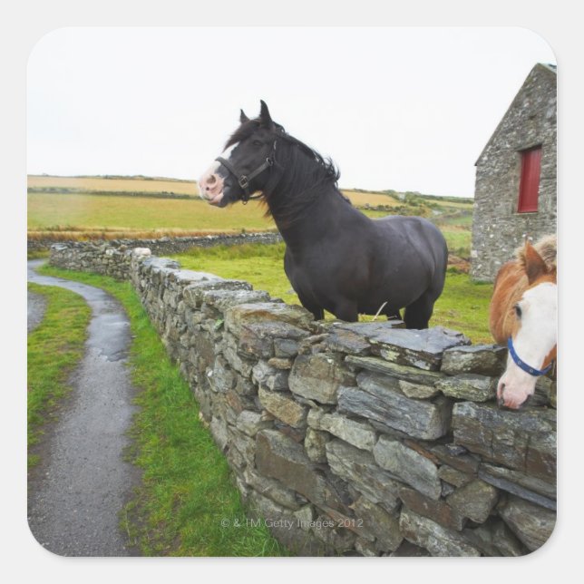 Two horses on farm in rural England Square Sticker (Front)