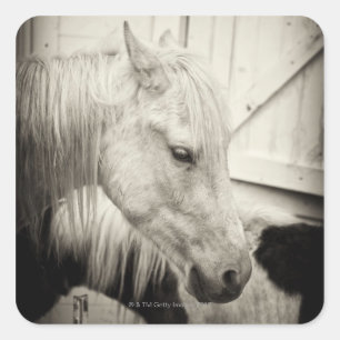 two horses outside a stable- black and white square sticker