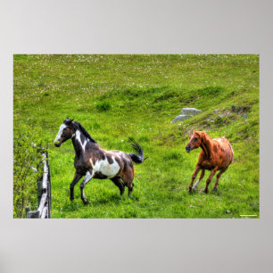 Two Horses Playfighting Horse Ranch Equine Photo Poster