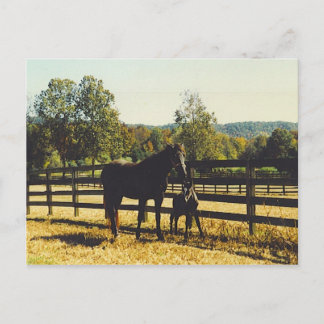 two horses postcard