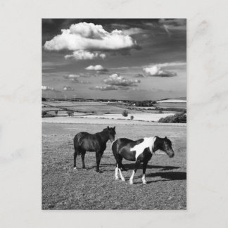 Two Horses Postcard