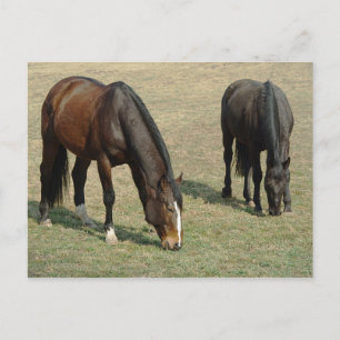 Two Horses - Postcard