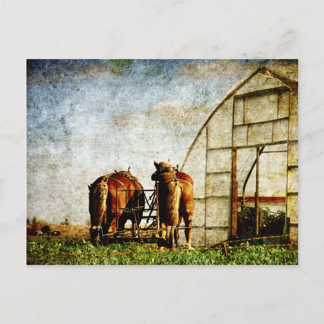 Two Horses Ready For Work Postcard (Front)