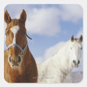 Two Horses Square Sticker