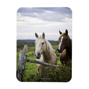 Two horses stand near fence in farm field of off magnet
