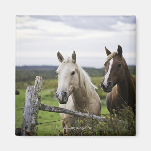 Two horses stand near fence in farm field of off magnet