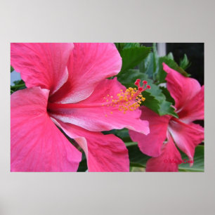 Two Hot Pink Hibiscus Poster