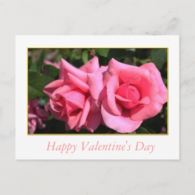 two hot pink rose flowers Valentine's Day Holiday Postcard (Front)