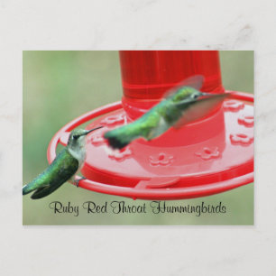 TWO HUMMERS, Ruby Red Throat Hummingbirds Postcard